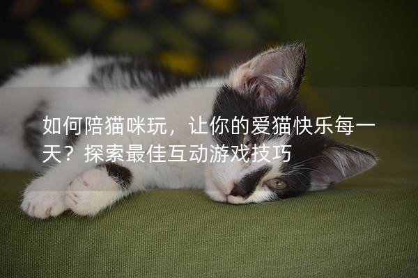 如何陪猫咪玩，让你的爱猫快乐每一天？探索最佳互动游戏技巧