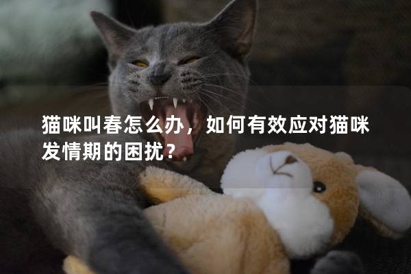 猫咪叫春怎么办，如何有效应对猫咪发情期的困扰？