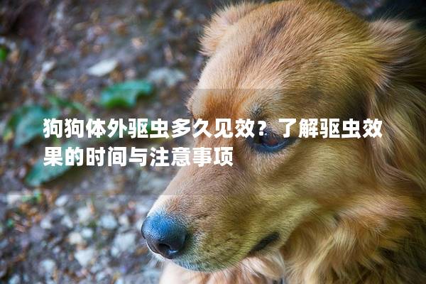 狗狗体外驱虫多久见效？了解驱虫效果的时间与注意事项