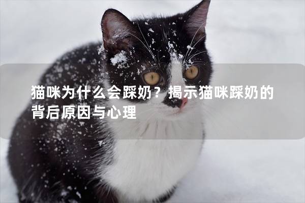 猫咪为什么会踩奶？揭示猫咪踩奶的背后原因与心理