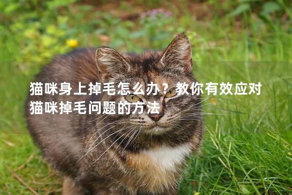 猫咪身上掉毛怎么办？教你有效应对猫咪掉毛问题的方法