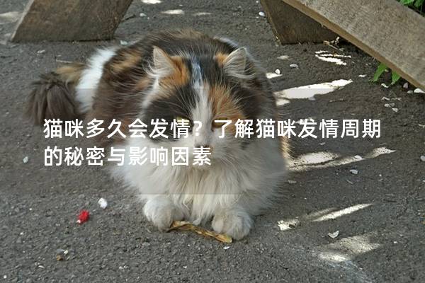 猫咪多久会发情？了解猫咪发情周期的秘密与影响因素