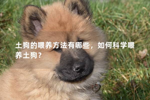 土狗的喂养方法有哪些，如何科学喂养土狗？