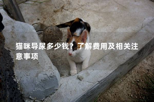 猫咪导尿多少钱？了解费用及相关注意事项