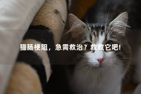 猫肠梗阻，急需救治？救救它吧!