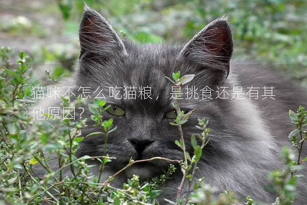 猫咪不怎么吃猫粮，是挑食还是有其他原因？