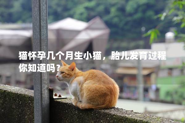 猫怀孕几个月生小猫，胎儿发育过程你知道吗？