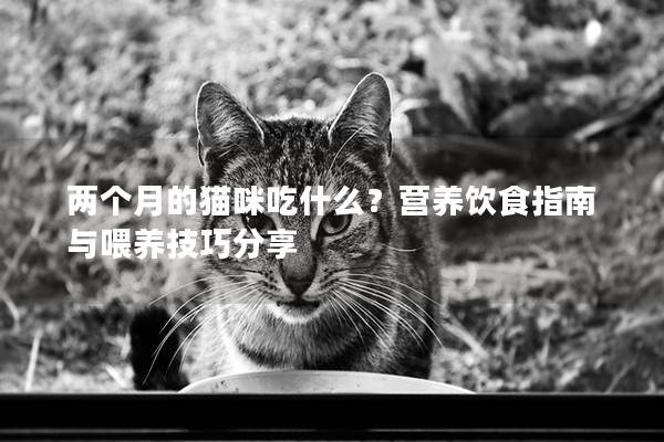 两个月的猫咪吃什么？营养饮食指南与喂养技巧分享