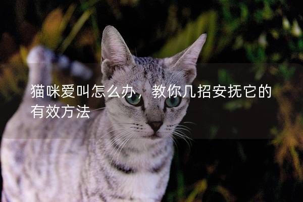 猫咪爱叫怎么办，教你几招安抚它的有效方法