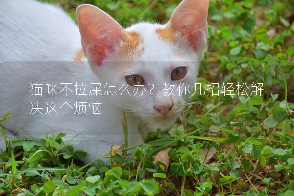 猫咪不拉屎怎么办？教你几招轻松解决这个烦恼