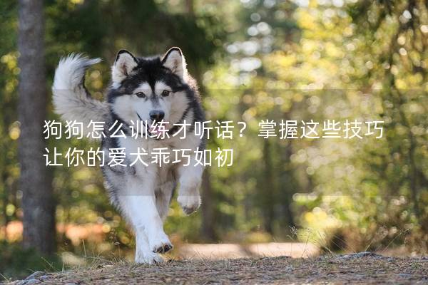 狗狗怎么训练才听话？掌握这些技巧让你的爱犬乖巧如初