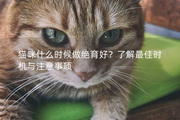 猫咪什么时候做绝育好？了解最佳时机与注意事项