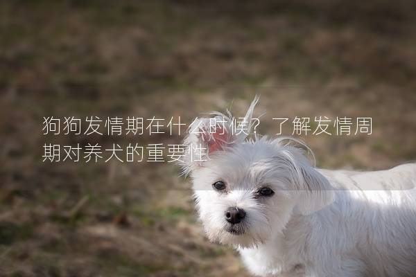 狗狗发情期在什么时候？了解发情周期对养犬的重要性