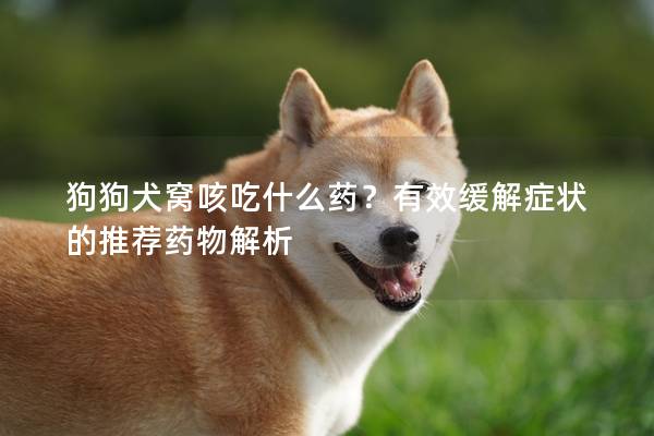 狗狗犬窝咳吃什么药？有效缓解症状的推荐药物解析