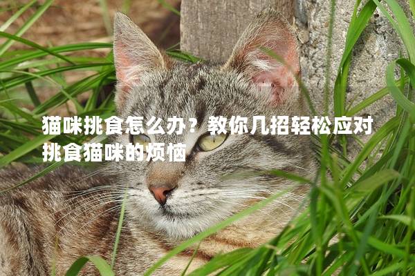 猫咪挑食怎么办？教你几招轻松应对挑食猫咪的烦恼