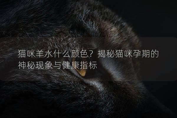 猫咪羊水什么颜色？揭秘猫咪孕期的神秘现象与健康指标