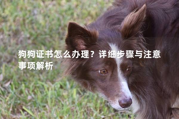 狗狗证书怎么办理？详细步骤与注意事项解析