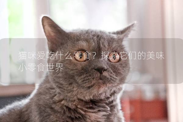 猫咪爱吃什么零食？探索它们的美味小零食世界