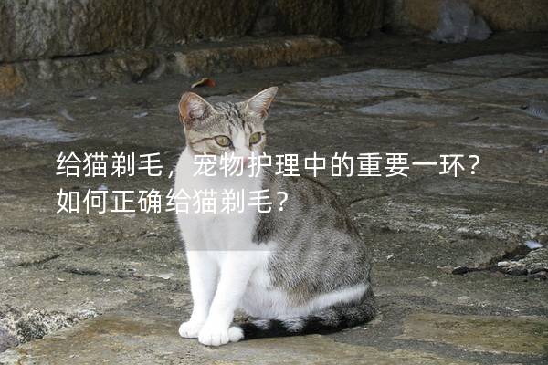 给猫剃毛，宠物护理中的重要一环？如何正确给猫剃毛？