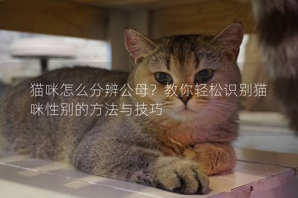 猫咪怎么分辨公母？教你轻松识别猫咪性别的方法与技巧