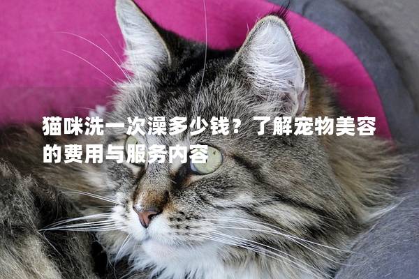 猫咪洗一次澡多少钱？了解宠物美容的费用与服务内容