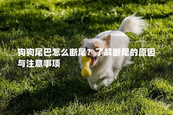 狗狗尾巴怎么断尾？了解断尾的原因与注意事项