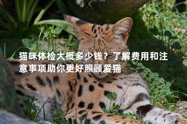 猫咪体检大概多少钱？了解费用和注意事项助你更好照顾爱猫