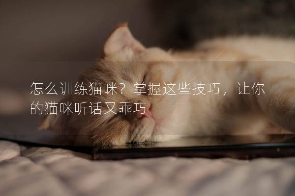 怎么训练猫咪？掌握这些技巧，让你的猫咪听话又乖巧