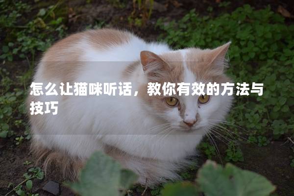 怎么让猫咪听话，教你有效的方法与技巧