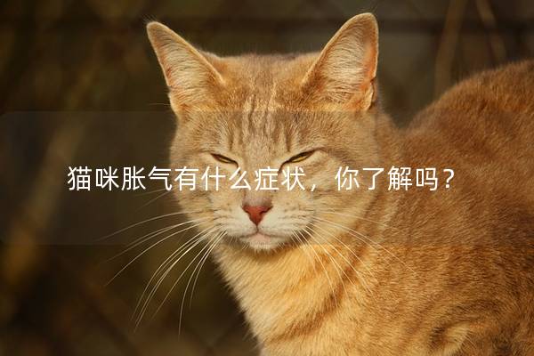 猫咪胀气有什么症状，你了解吗？