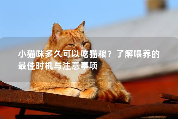 小猫咪多久可以吃猫粮？了解喂养的最佳时机与注意事项