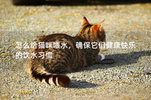 怎么给猫咪喂水，确保它们健康快乐的饮水习惯