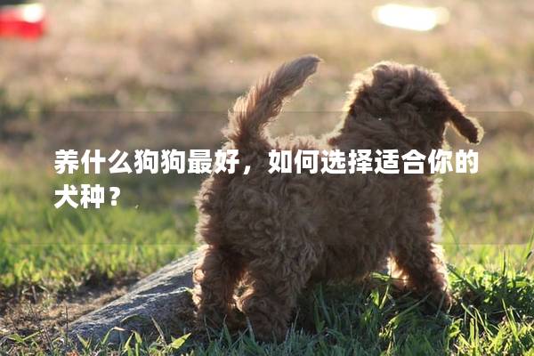 养什么狗狗最好，如何选择适合你的犬种？