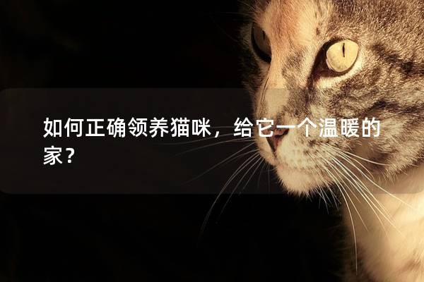 如何正确领养猫咪，给它一个温暖的家？