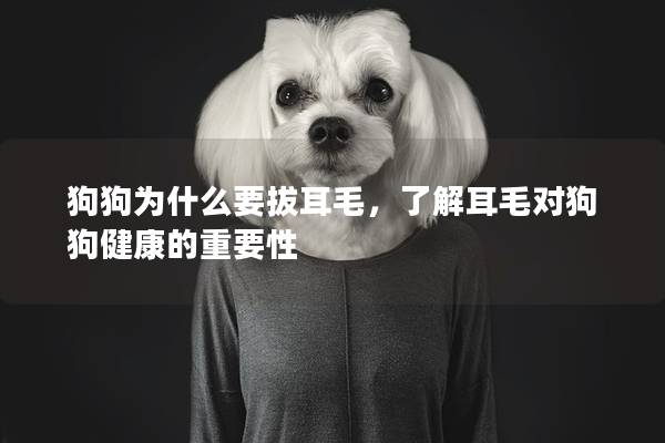 狗狗为什么要拔耳毛，了解耳毛对狗狗健康的重要性