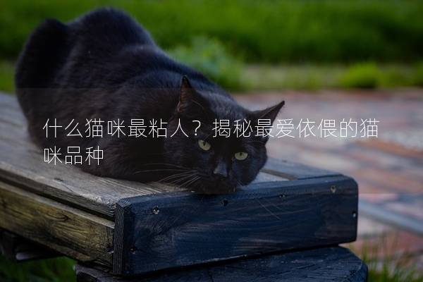 什么猫咪最粘人？揭秘最爱依偎的猫咪品种