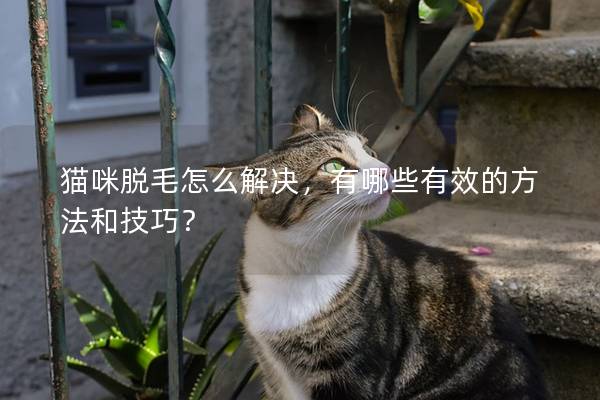 猫咪脱毛怎么解决，有哪些有效的方法和技巧？