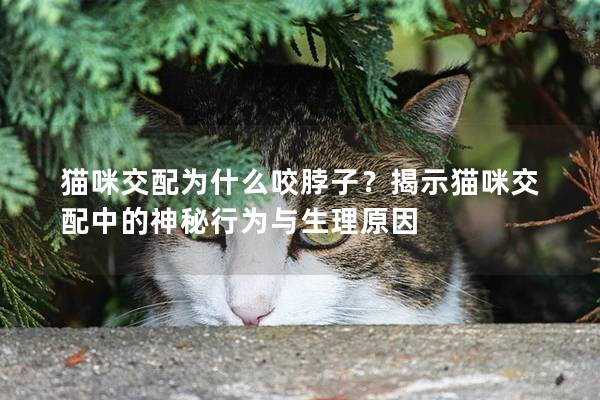 猫咪交配为什么咬脖子？揭示猫咪交配中的神秘行为与生理原因