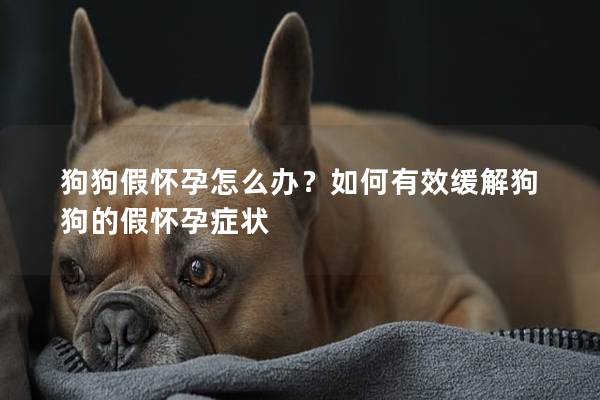 狗狗假怀孕怎么办？如何有效缓解狗狗的假怀孕症状