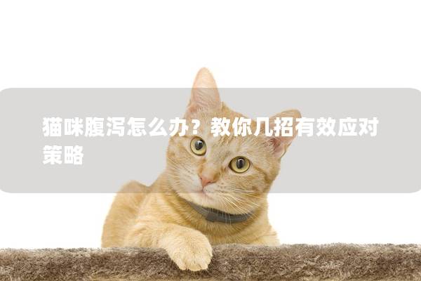 猫咪腹泻怎么办？教你几招有效应对策略