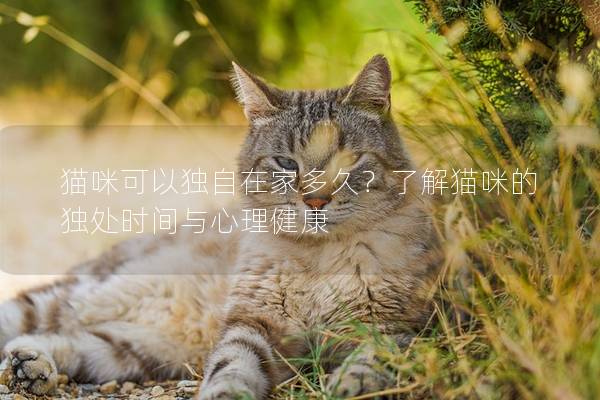 猫咪可以独自在家多久？了解猫咪的独处时间与心理健康