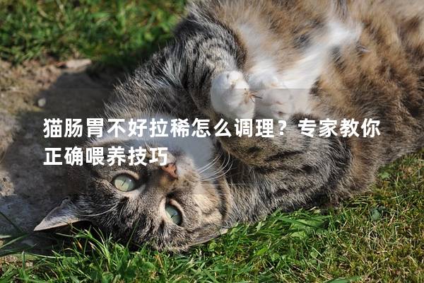 猫肠胃不好拉稀怎么调理？专家教你正确喂养技巧