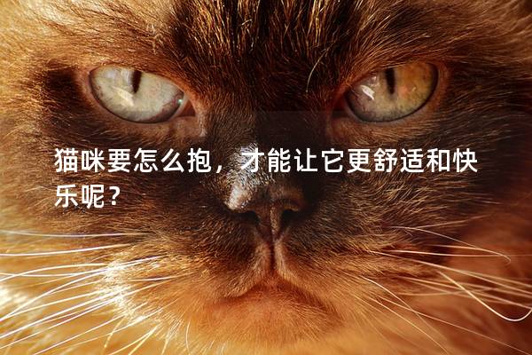 猫咪要怎么抱，才能让它更舒适和快乐呢？