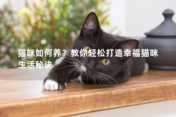 猫咪如何养？教你轻松打造幸福猫咪生活秘诀