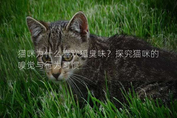 猫咪为什么喜欢狐臭味？探究猫咪的嗅觉与行为习惯