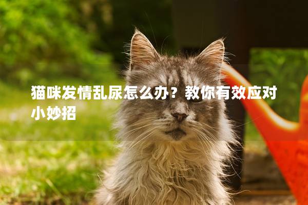 猫咪发情乱尿怎么办？教你有效应对小妙招