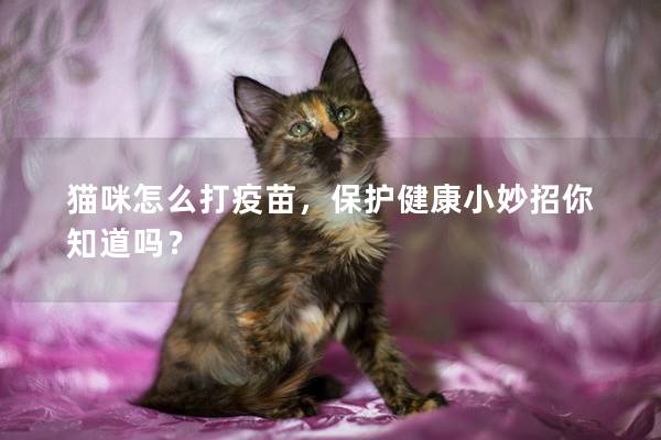 猫咪怎么打疫苗，保护健康小妙招你知道吗？