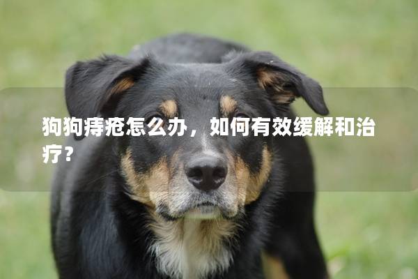 狗狗痔疮怎么办，如何有效缓解和治疗？