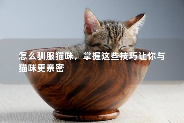 怎么驯服猫咪，掌握这些技巧让你与猫咪更亲密