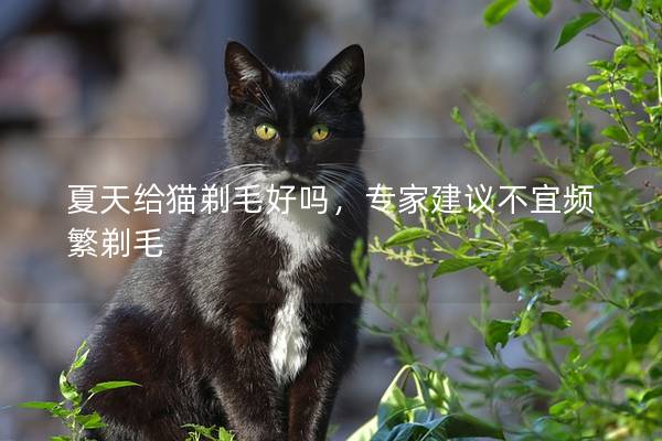 夏天给猫剃毛好吗，专家建议不宜频繁剃毛